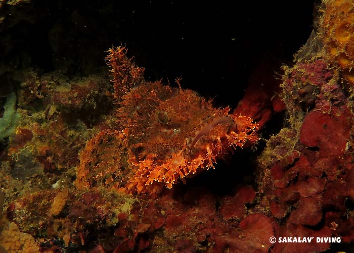 Marine biology diving Nosy Be